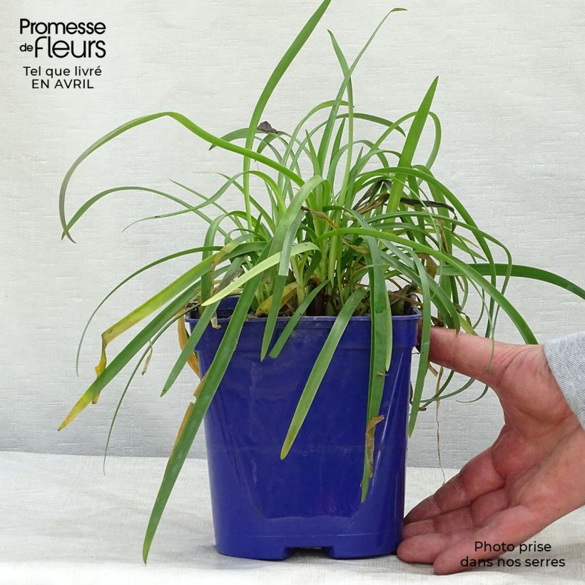 Exemplar von Agapanthus Pitchoune Blue - Schmucklilie Topf mit 2L/3L wie im Frühjahr geliefert