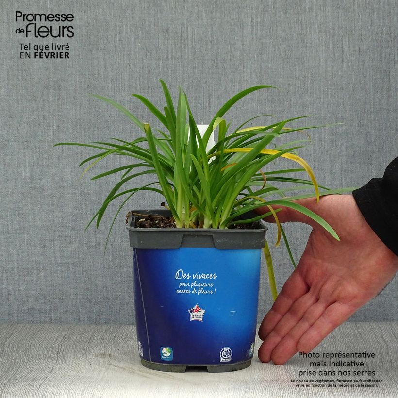 Exemplar von Agapanthus Pitchoune Blue - Schmucklilie Topf mit 2L/3L wie im Winter geliefert