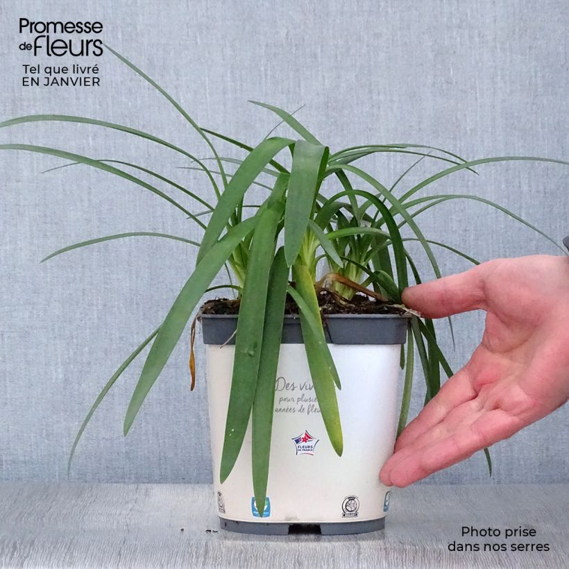 Exemplar von Agapanthus Pitchoune White - Schmucklilie Topf mit 2L/3L wie im Winter geliefert