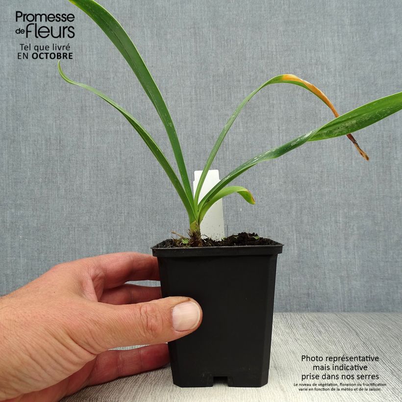 Exemplar von Agapanthus Polar Ice - Schmucklilie Kleine Töpfe von 8/9 cm wie im Herbst geliefert