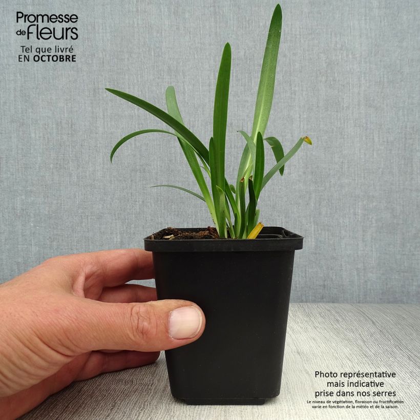 Exemplar von Agapanthus Pretty Sandy - Schmucklilie Kleine Töpfe von 8/9 cm wie im Herbst geliefert