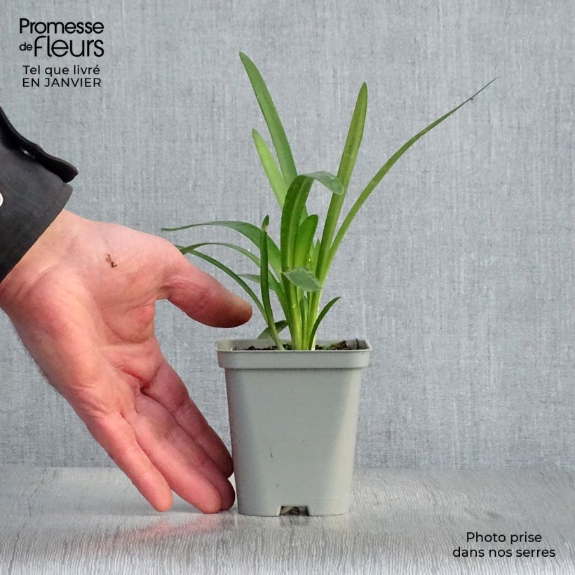 Exemplar von Agapanthus Pretty Sandy - Schmucklilie Kleine Töpfe von 8/9 cm wie im Winter geliefert