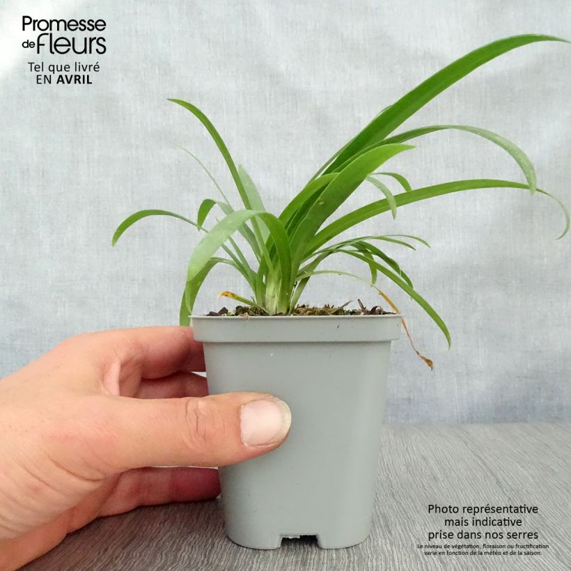 Exemplar von Agapanthus Pretty Sandy - Schmucklilie Kleine Töpfe von 8/9 cm wie im Frühjahr geliefert