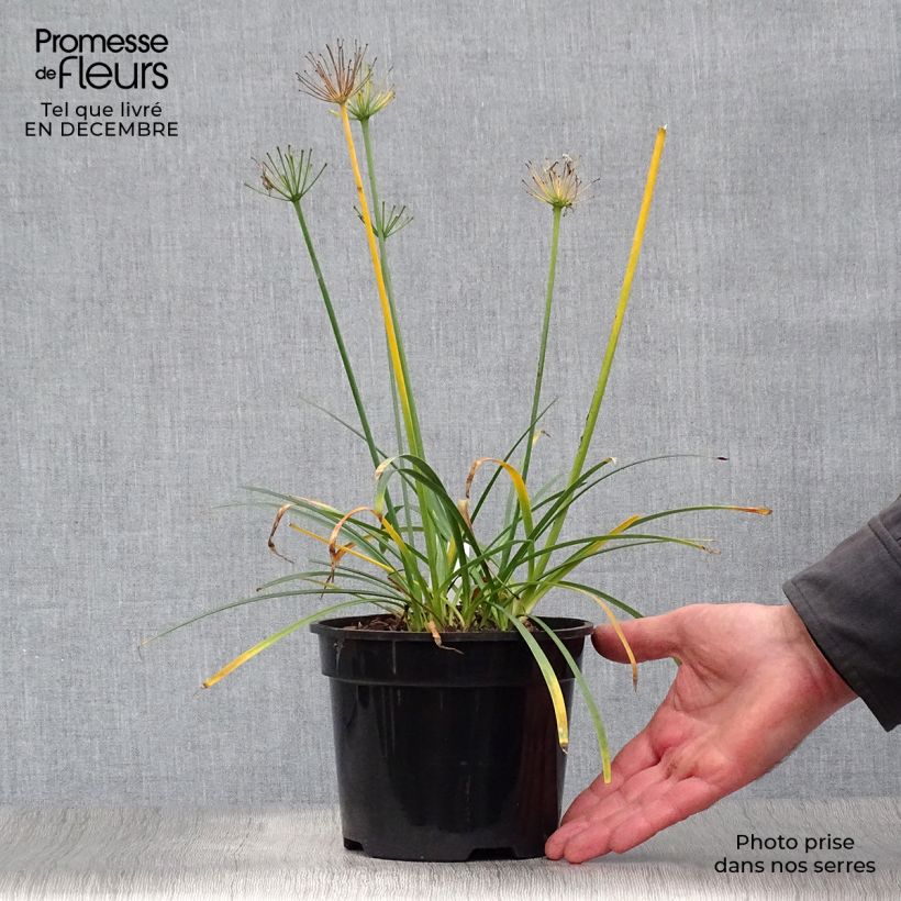 Exemplar von Agapanthus Pretty Sandy - Schmucklilie Topf mit 2L/3L wie im Winter geliefert