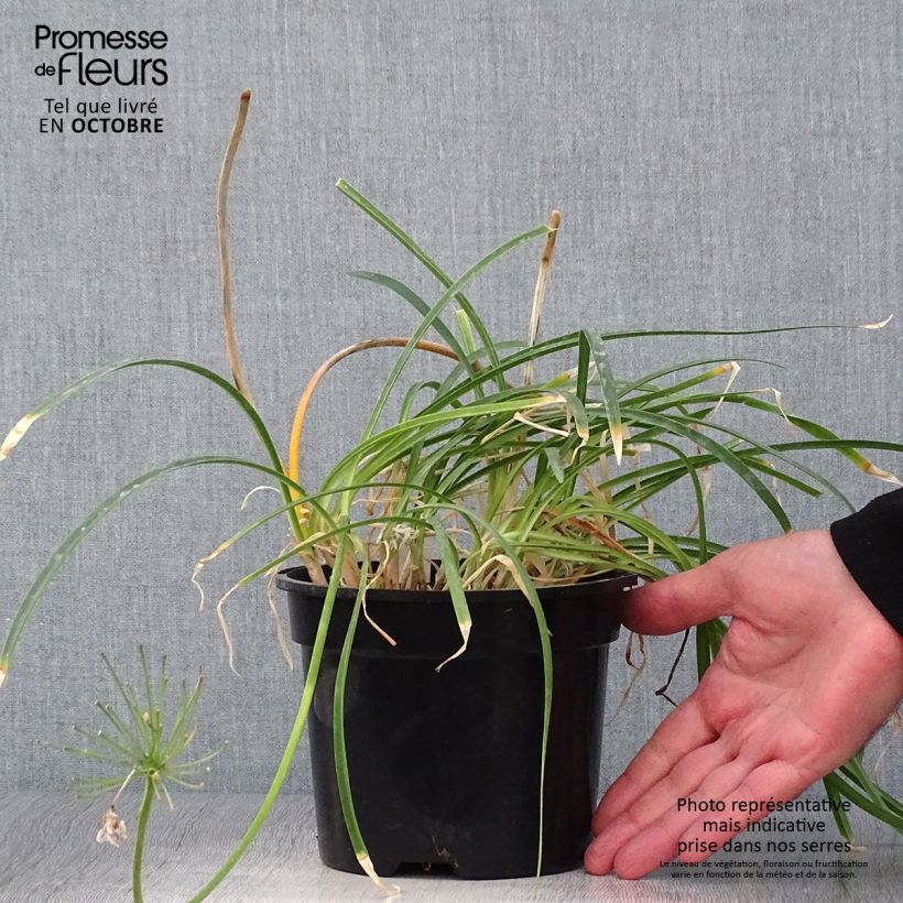 Exemplar von Agapanthus Pretty Sandy - Schmucklilie Topf mit 2L/3L wie im Herbst geliefert