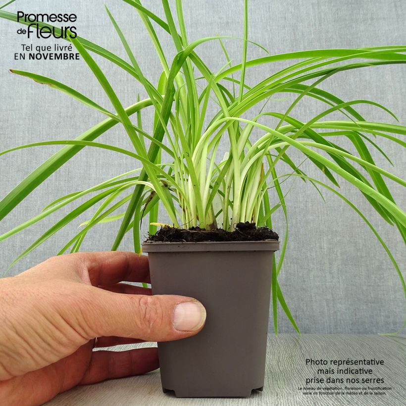 Exemplar von Agapanthus Purple Cloud - Schmucklilie Kleine Töpfe von 8/9 cm wie im Herbst geliefert