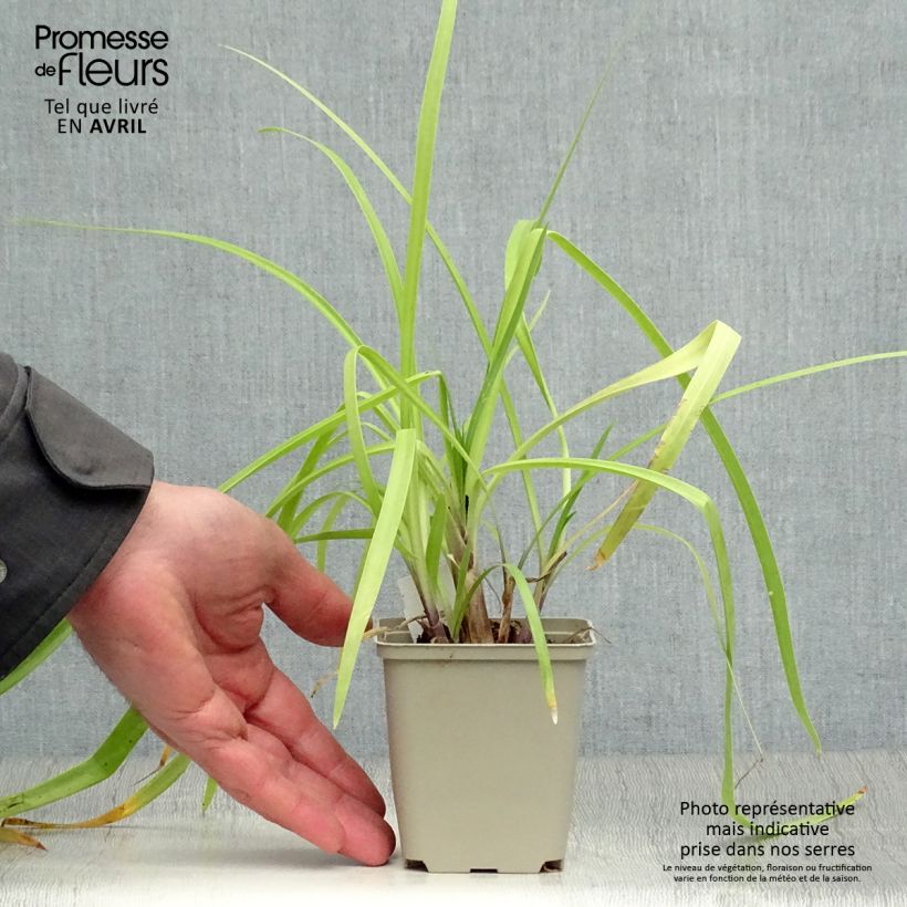 Exemplar von Agapanthus Purple Cloud - Schmucklilie Kleine Töpfe von 8/9 cm wie im Frühjahr geliefert