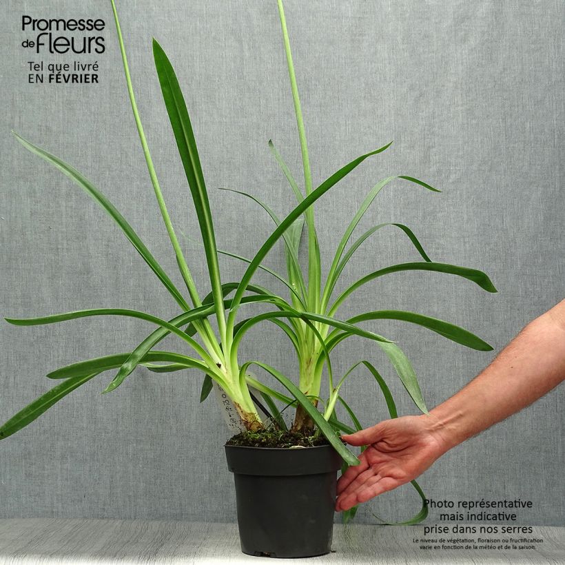 Exemplar von Agapanthus Purple Heart - Schmucklilie Topf mit 2L/3L wie im Herbst geliefert