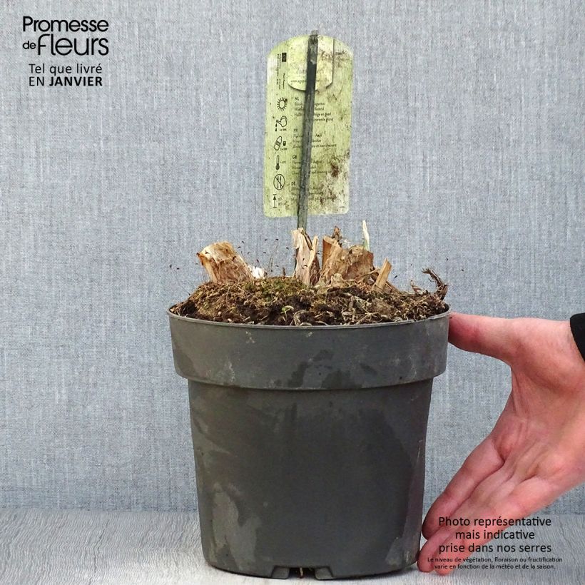 Exemplar von Agapanthus Purple Heart - Schmucklilie Topf mit 2L/3L wie im Winter geliefert