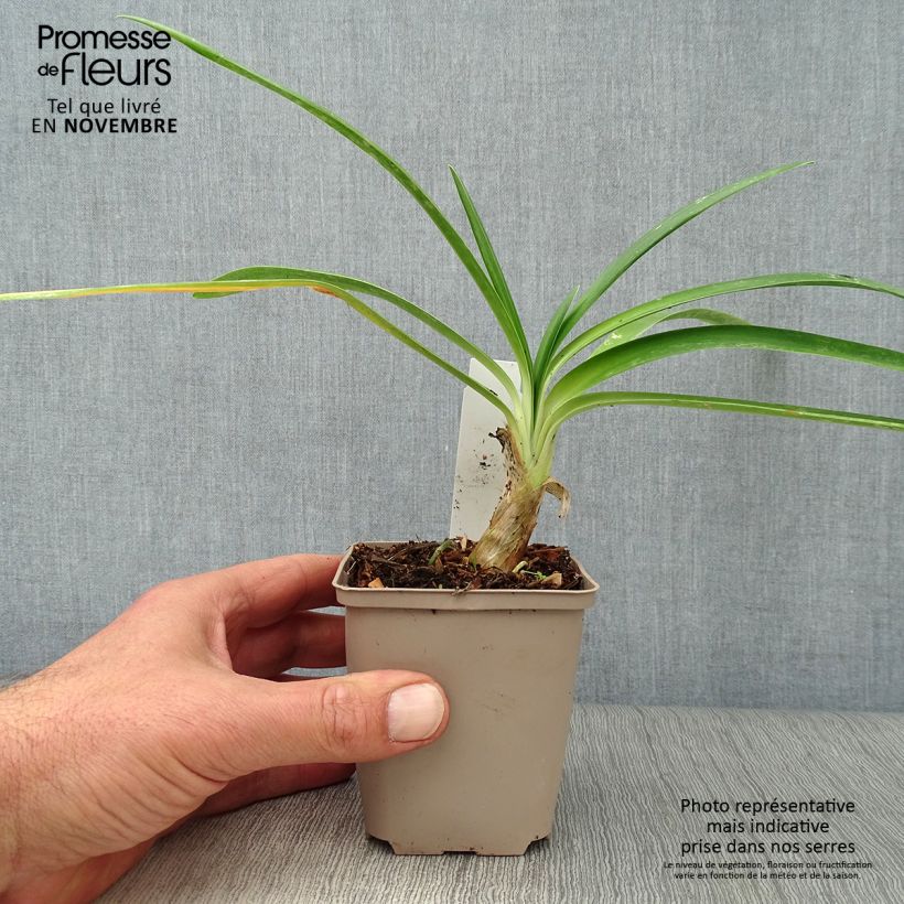 Exemplar von Agapanthus Queen Mum - Schmucklilie Kleine Töpfe von 8/9 cm wie im Herbst geliefert