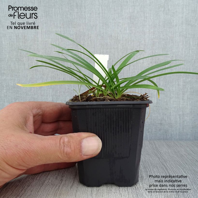 Exemplar von Agapanthus campanulatus Rosewarne - Schmucklilie Kleine Töpfe von 8/9 cm wie im Herbst geliefert