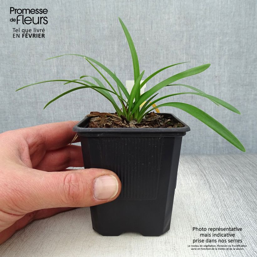 Exemplar&#x20;von&#x20;Agapanthus&#x20;campanulatus&#x20;Rosewarne&#x20;-&#x20;Schmucklilie&#x20;Kleine&#x20;T&#xF6;pfe&#x20;von&#x20;8&#x2F;9&#x20;cm&#x20;wie&#x20;im&#x20;Winter&#x20;geliefert