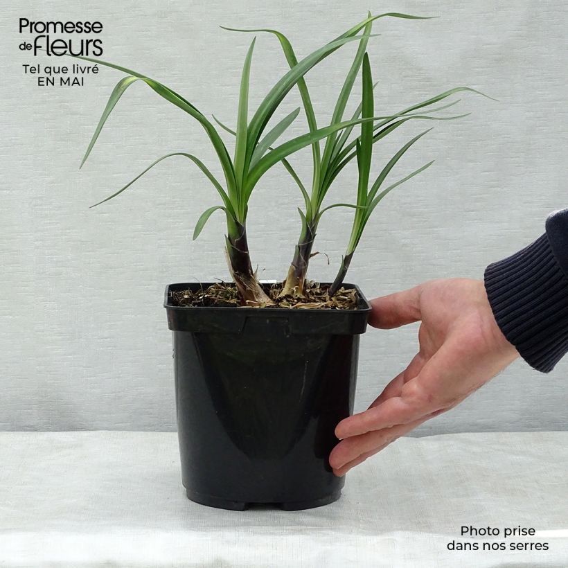 Exemplar von Agapanthus Royal Velvet - Schmucklilie Topf mit 2L/3L wie im Frühjahr geliefert