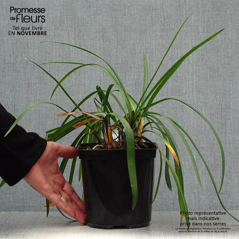 Exemplar von Agapanthus Royal Velvet - Schmucklilie Topf mit 2L/3L wie im Herbst geliefert