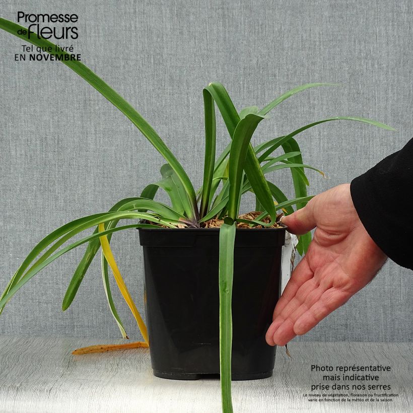 Exemplar von Agapanthus Silver Moon - Schmucklilie Topf mit 1L/1,5L wie im Herbst geliefert