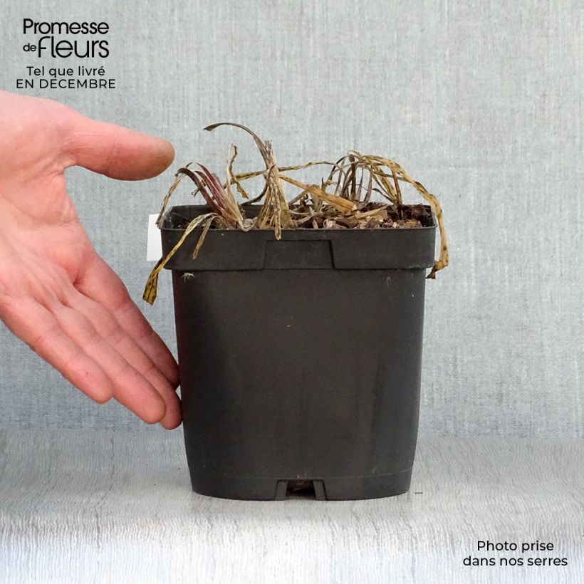 Exemplar von Agapanthus Silver Moon - Schmucklilie Topf mit 1L/1,5L wie im Winter geliefert