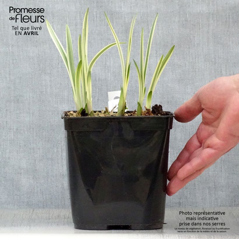 Exemplar von Agapanthus Silver Moon - Schmucklilie Topf mit 1L/1,5L wie im Frühjahr geliefert