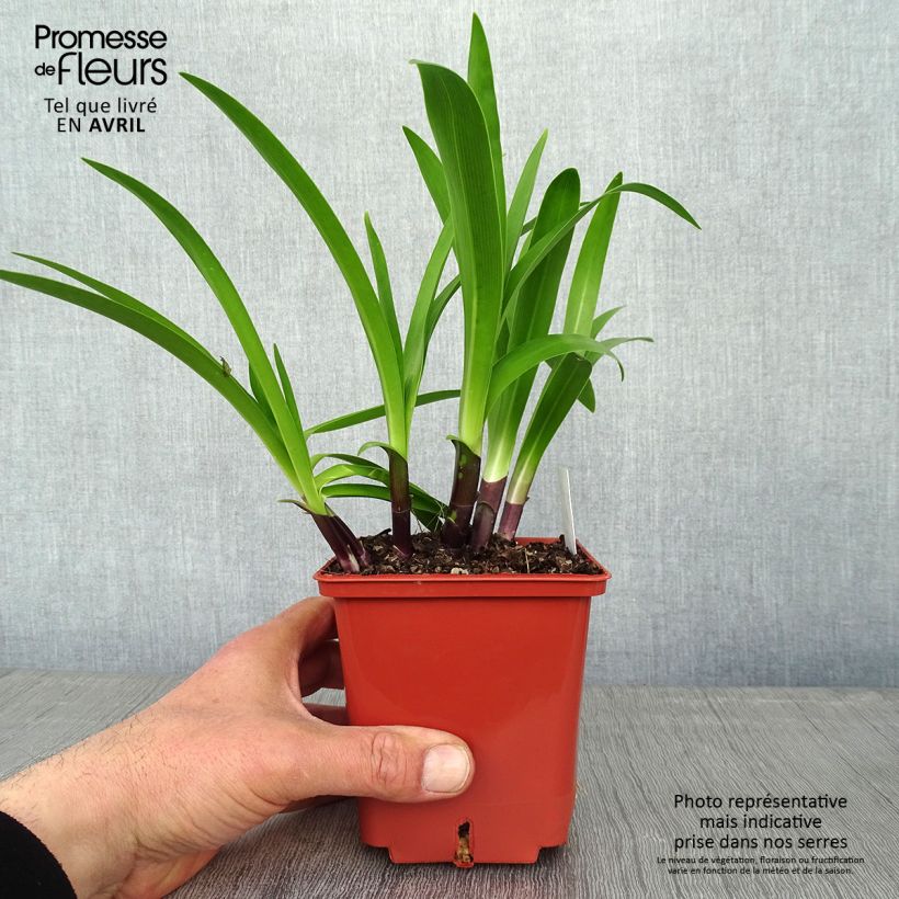 Exemplar von Agapanthus Stars and Stripes - Schmucklilie Topf mit 1L/1,5L wie im Frühjahr geliefert