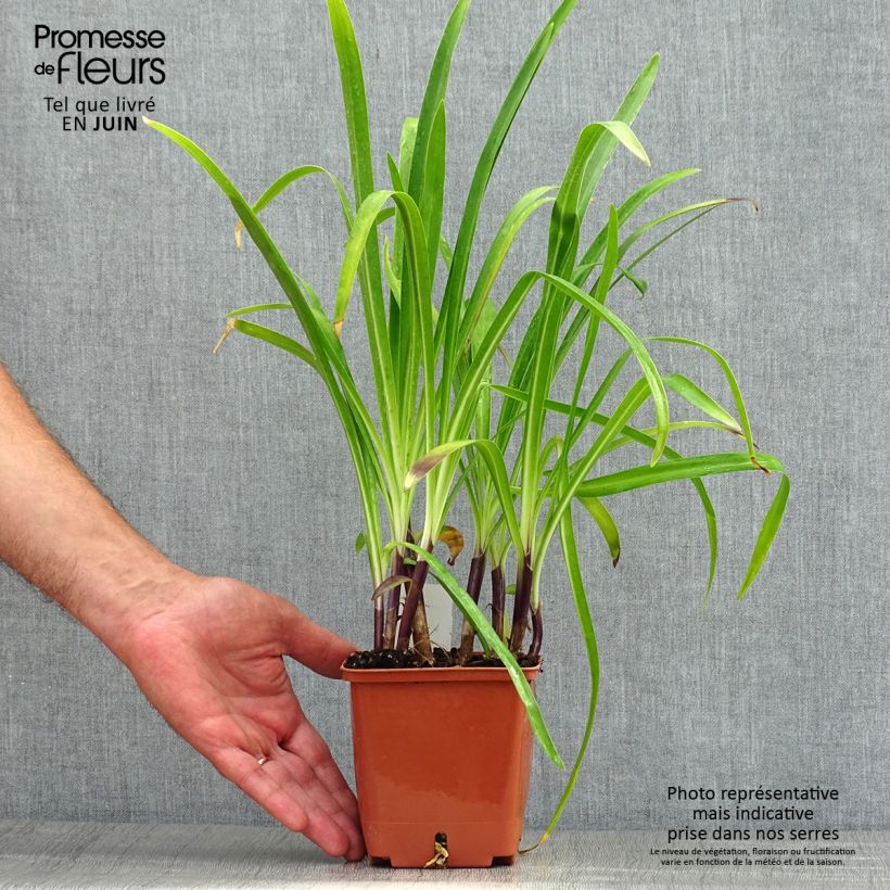 Exemplar von Agapanthus Stars and Stripes - Schmucklilie Topf mit 1L/1,5L wie im Sommer geliefert