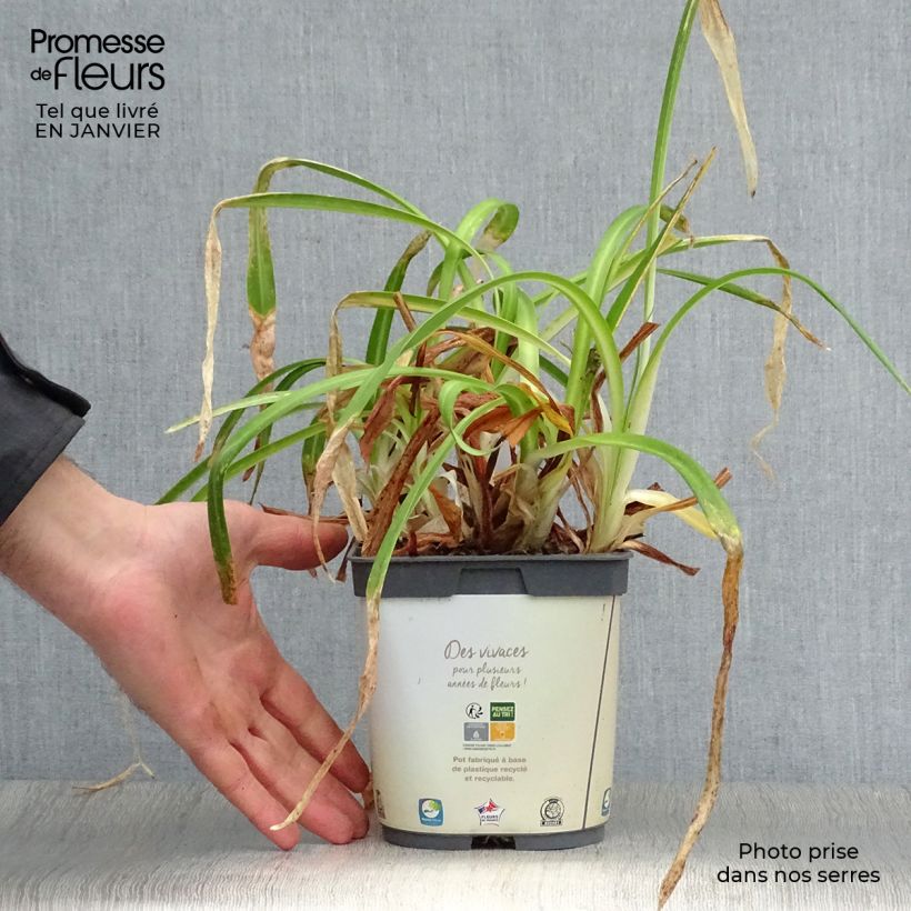 Exemplar von Agapanthus Twister - Schmucklilie Topf mit 1,5L/2L wie im Winter geliefert