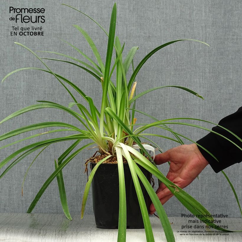Exemplar von Agapanthus Twister - Schmucklilie Topf mit 3L/4L wie im Herbst geliefert