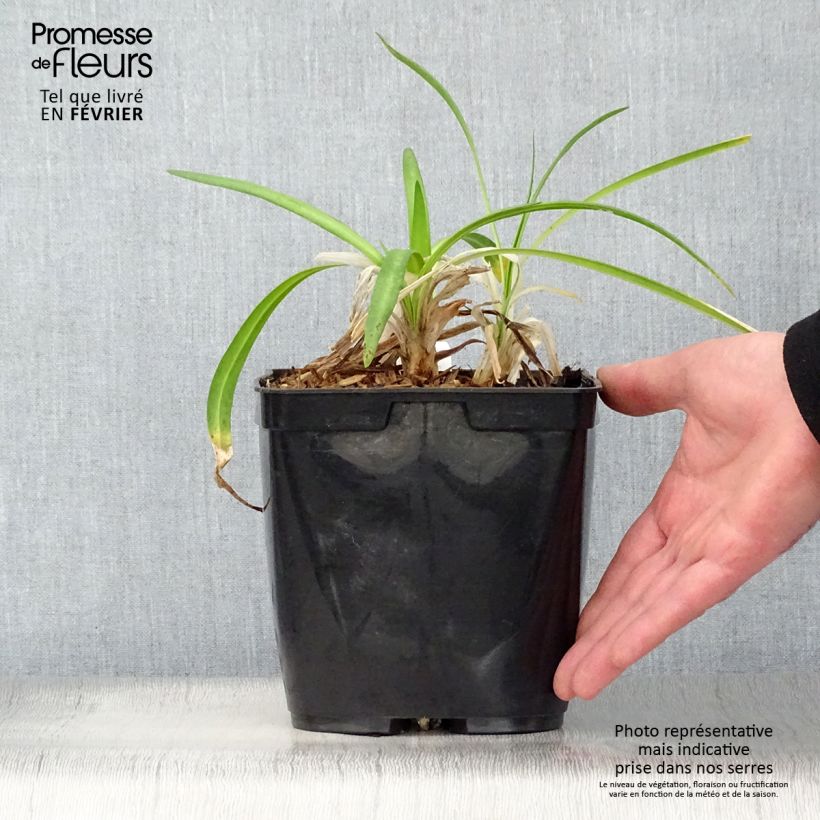 Exemplar von Agapanthus Twister - Schmucklilie Topf mit 3L/4L wie im Winter geliefert