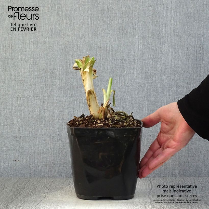 Exemplar von Agapanthus Vallée de l'Authion - Schmucklilie Topf mit 2L/3L wie im Winter geliefert