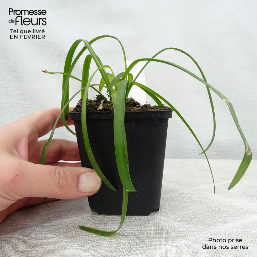 Exemplar von Agapanthus White Heaven - Schmucklilie Kleine Töpfe von 8/9 cm wie im Winter geliefert