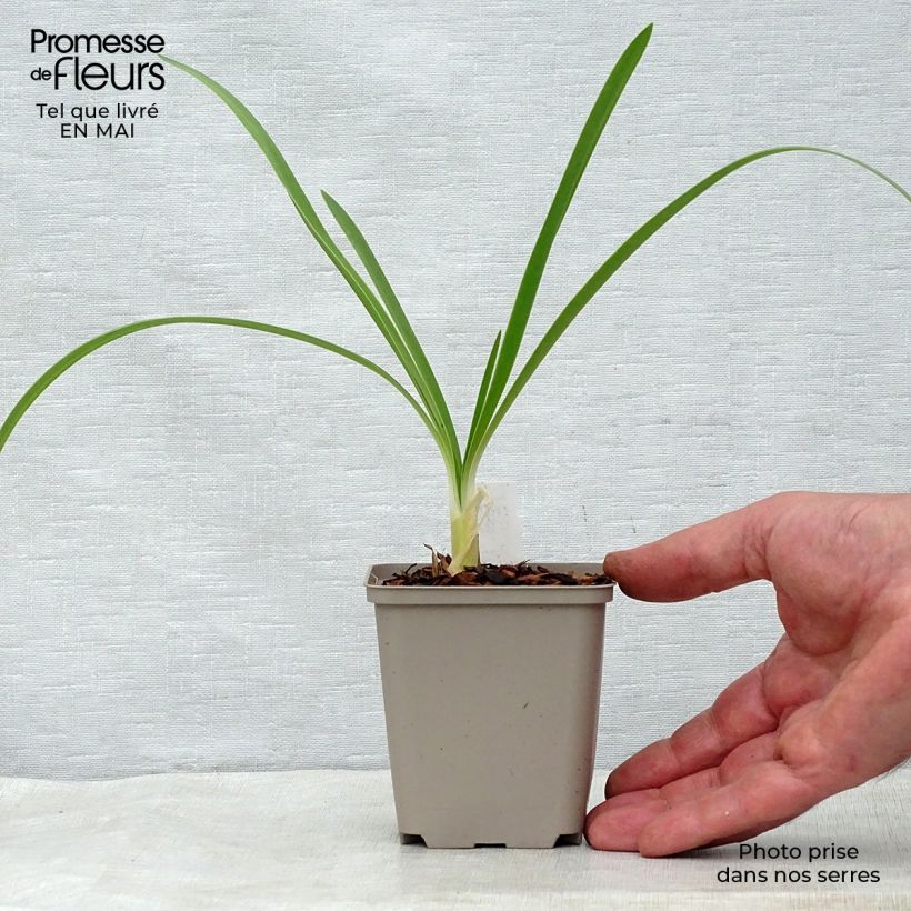 Exemplar von Agapanthus White Heaven - Schmucklilie Kleine Töpfe von 8/9 cm wie im Frühjahr geliefert