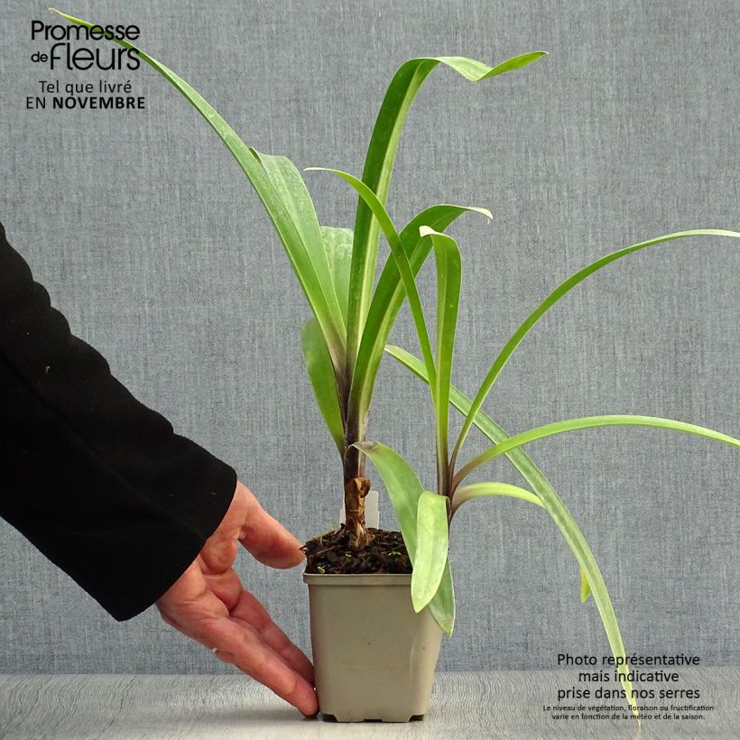 Exemplar von Agapanthus Windsor grey - Schmucklilie Kleine Töpfe von 8/9 cm wie im Herbst geliefert