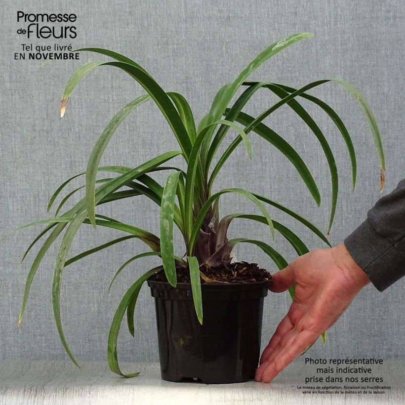 Exemplar von Agapanthus Windsor grey - Schmucklilie Topf mit 2L/3L wie im Herbst geliefert