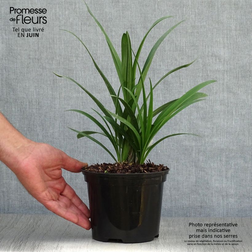 Exemplar von Agapanthus Windsor grey - Schmucklilie Topf mit 2L/3L wie im Sommer geliefert