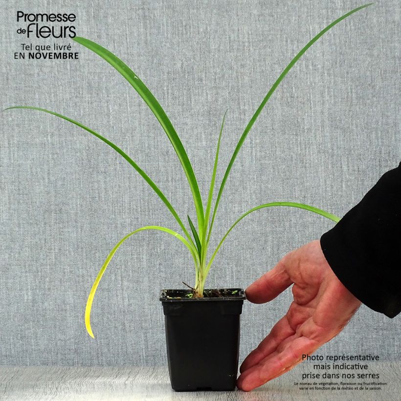 Exemplar von Agapanthus umbellatus Albus - Schmucklilie Kleine Töpfe von 7/8 cm wie im Herbst geliefert