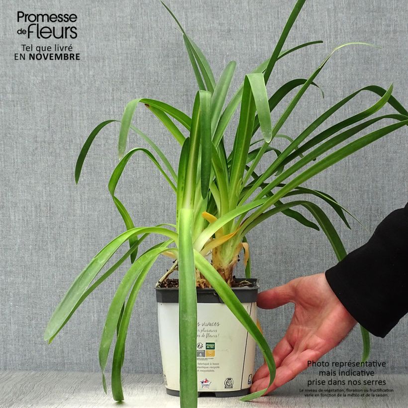 Exemplar von Agapanthus umbellatus Albus - Schmucklilie Topf mit 2L/3L wie im Herbst geliefert
