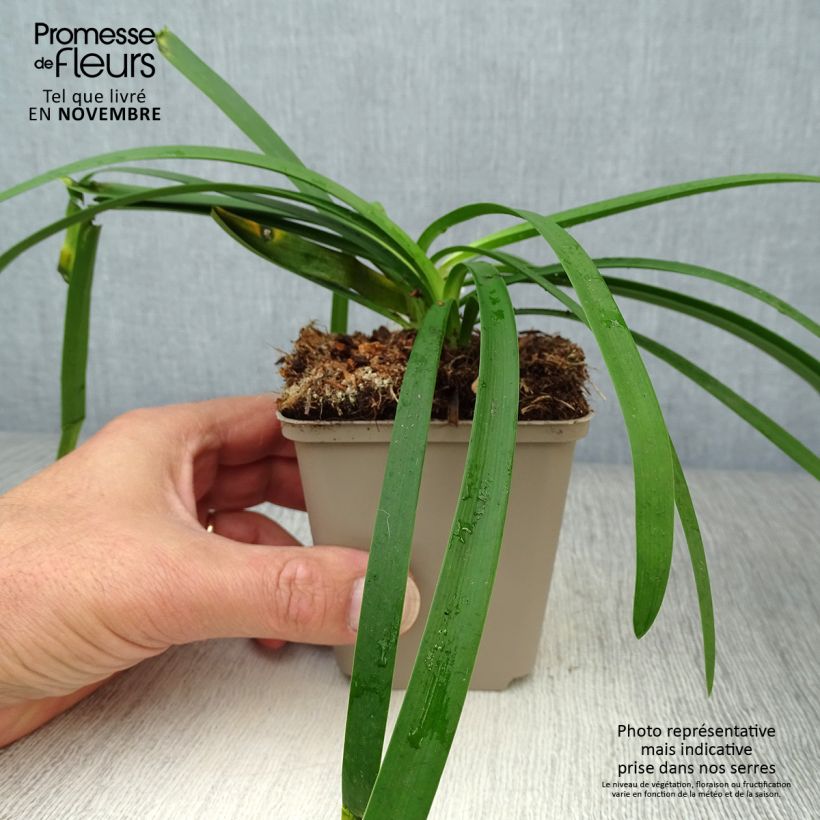 Exemplar von Agapanthus Blue Thunder - Schmucklilie Kleine Töpfe von 8/9 cm wie im Herbst geliefert