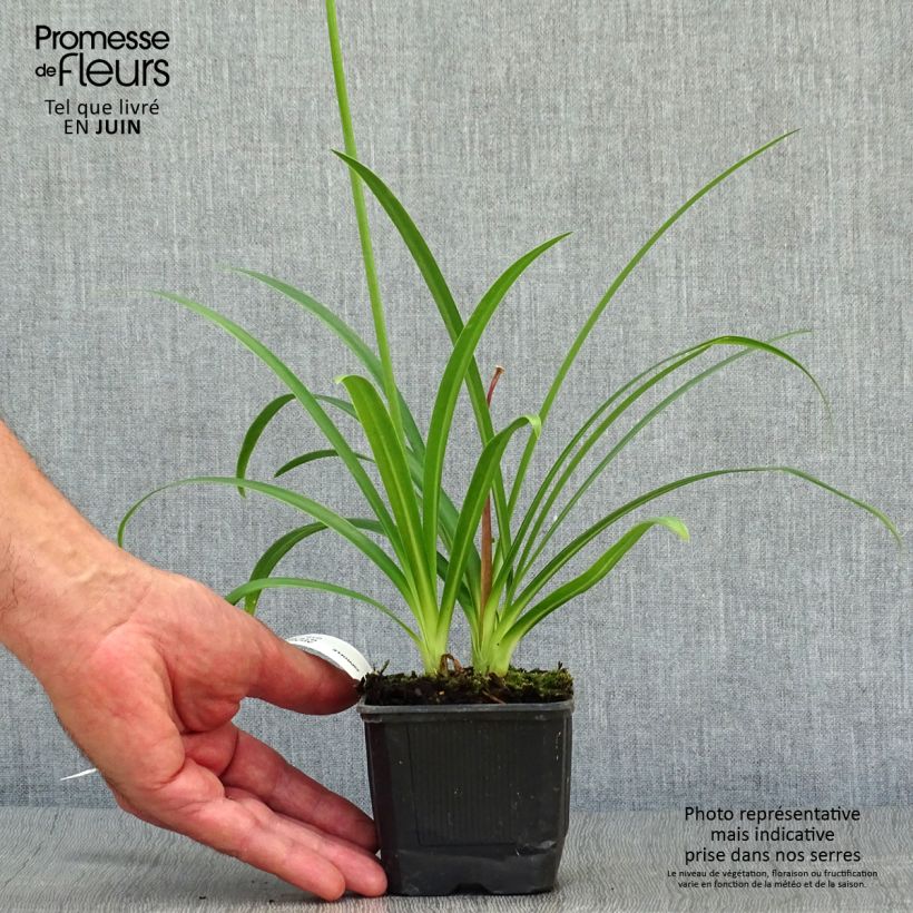 Exemplar von Agapanthus Ever Sapphire - Schmucklilie Kleine Töpfe von 8/9 cm wie im Sommer geliefert