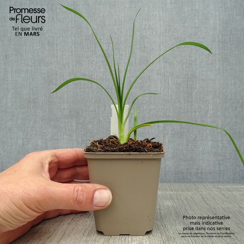 Exemplar von Agapanthus Ever Sapphire - Schmucklilie Kleine Töpfe von 8/9 cm wie im Frühjahr geliefert