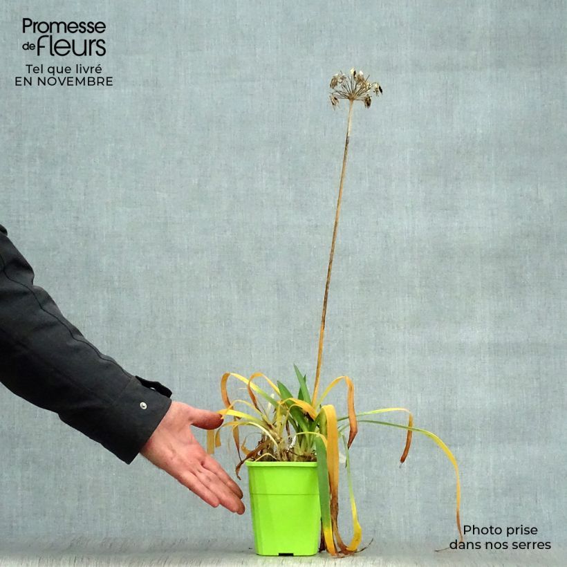 Exemplar von Agapanthus Ever Sapphire - Schmucklilie Topf mit 1,5L/2L wie im Herbst geliefert