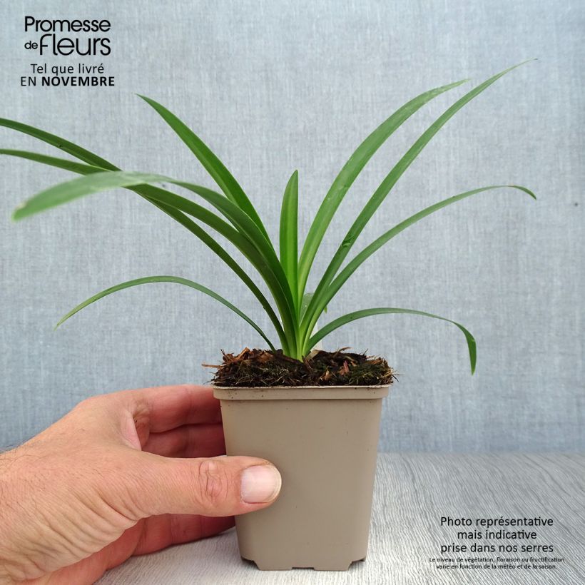 Exemplar von Agapanthus Ever White - Schmucklilie Kleine Töpfe von 8/9 cm wie im Herbst geliefert
