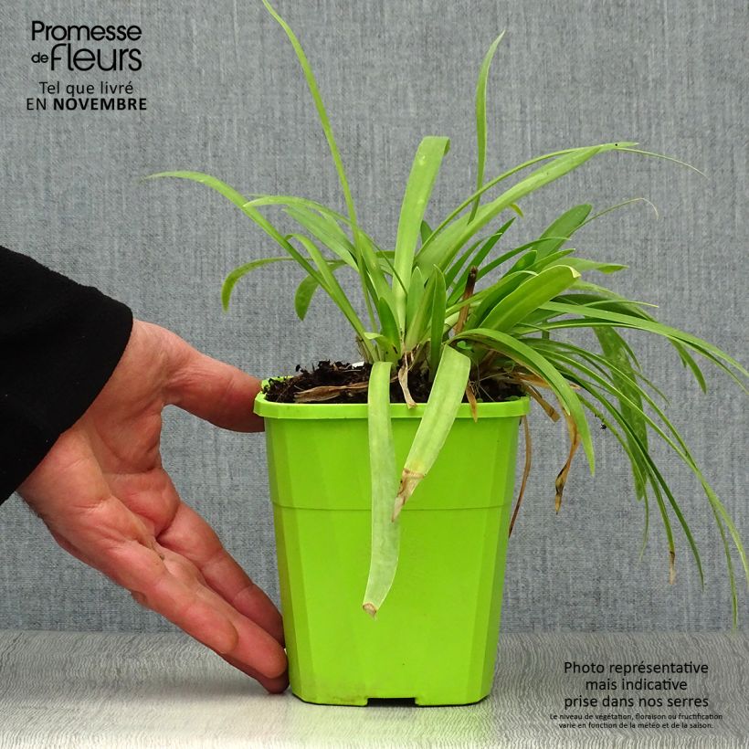 Exemplar von Agapanthus Ever White - Schmucklilie Topf mit 1L/1,5L wie im Herbst geliefert
