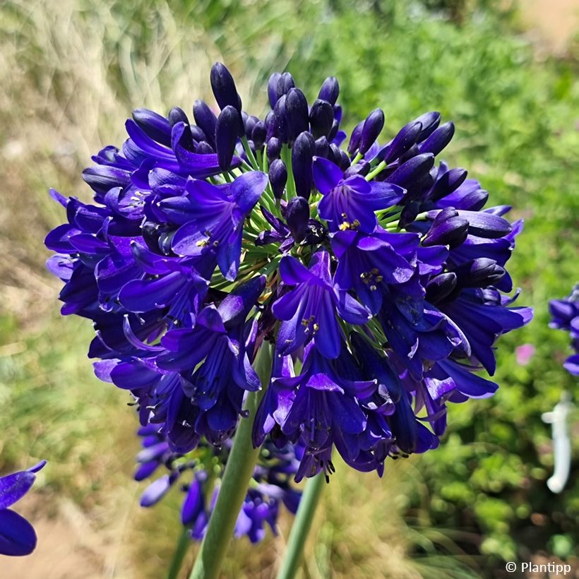 Agapanthe Midnight Sky - Schmucklilie (Blüte)