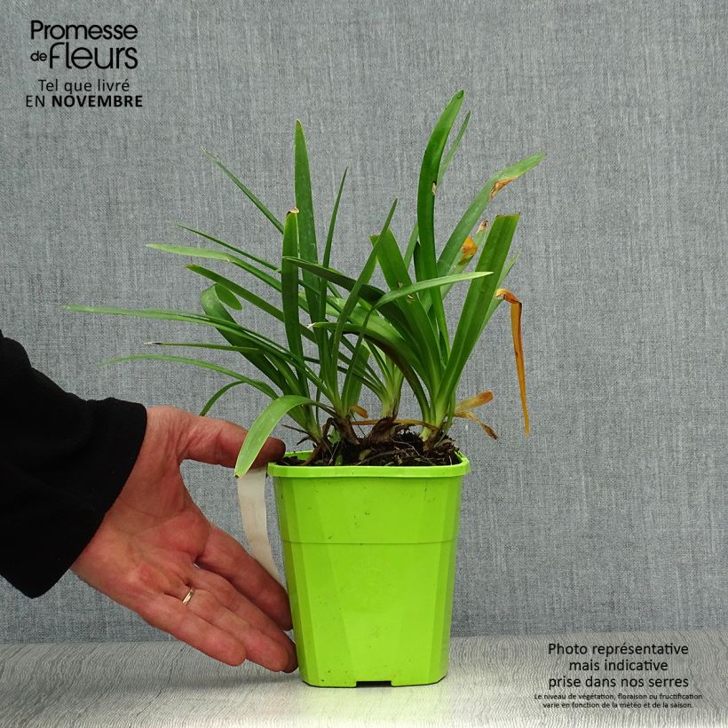 Exemplar von Agapanthus Fireworks - Schmucklilie Topf mit 1L/1,5L wie im Herbst geliefert