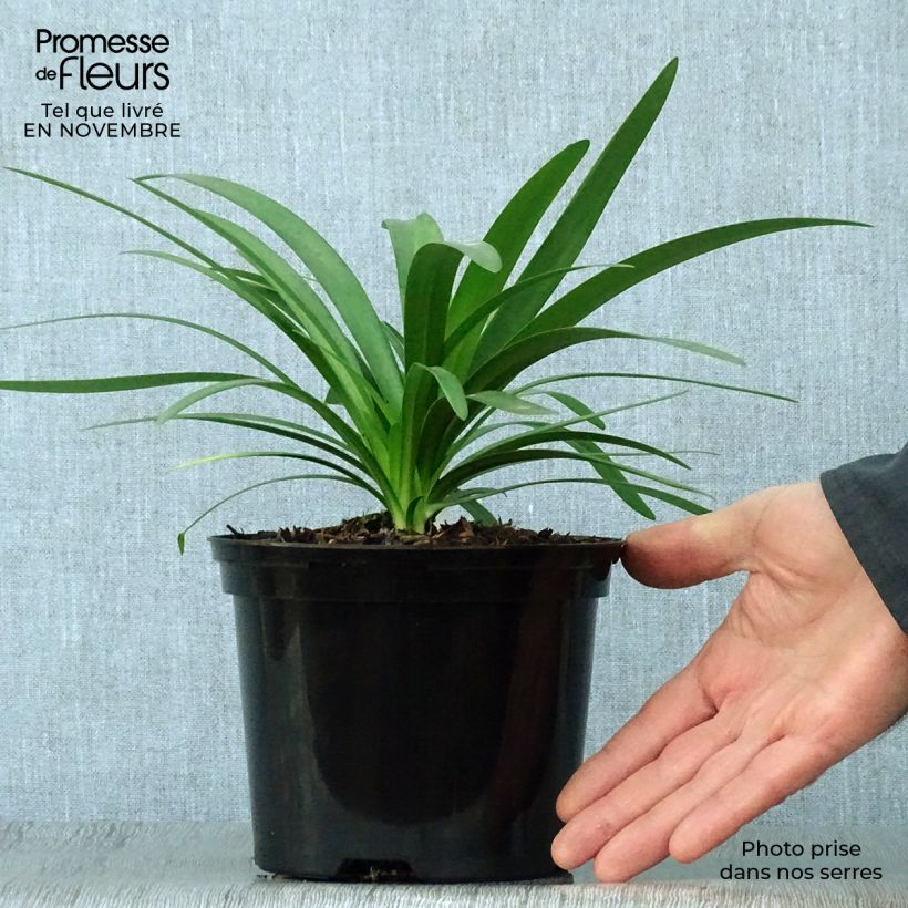 Exemplar von Agapanthus Fireworks - Schmucklilie Topf mit 2L/3L wie im Herbst geliefert