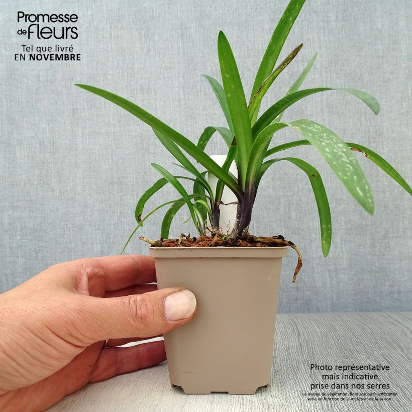 Exemplar von Agapanthus Poppin’ Purple - Schmucklilie Kleine Töpfe von 8/9 cm wie im Herbst geliefert