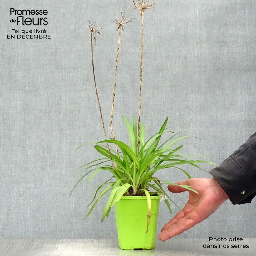 Exemplar von Agapanthus Poppin’ Purple - Schmucklilie Topf mit 1,5L/2L wie im Winter geliefert