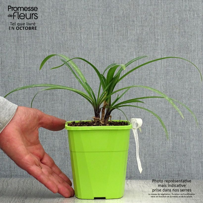 Exemplar von Agapanthus Poppin’ Star - Schmucklilie Topf mit 3L/4L wie im Herbst geliefert