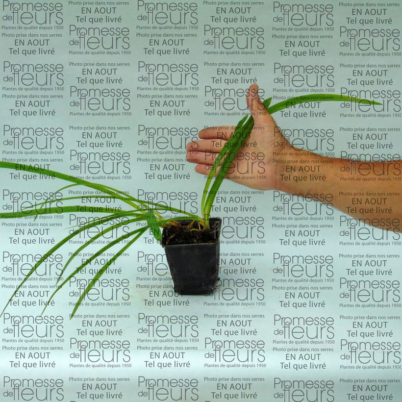 Beispiel eines Exemplars von Agapanthus inapertus Graskop - Schmucklilie Kleine Töpfe von 8/9 cm wie geliefert