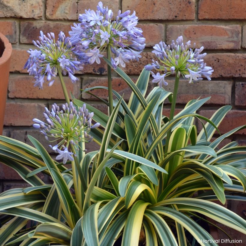 Agapanthus praecox Zambezi - Schmucklilie (Blüte)