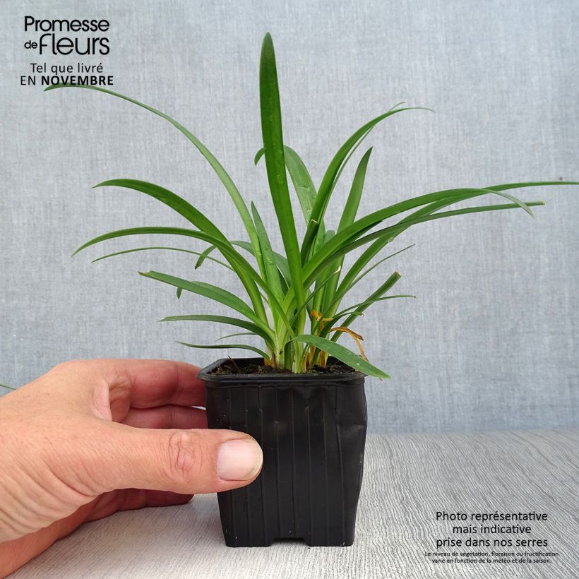 Exemplar von Agapanthus umbellatus - Schmucklilie Kleine Töpfe von 7/8 cm wie im Herbst geliefert