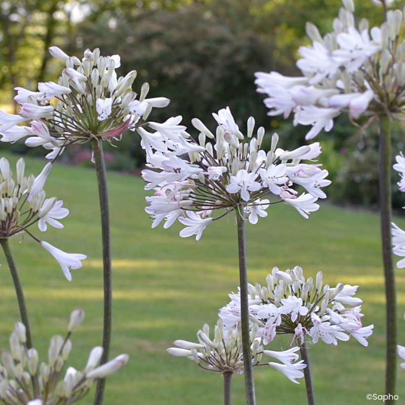 Agapanthus Graphite White - Schmucklilie (Blüte)